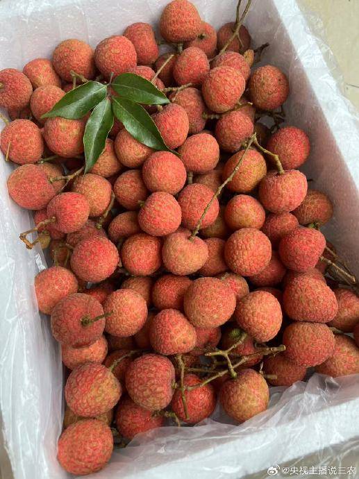 NBL1中央篮球联赛_2025年荔枝产量激增价格普降NBL1中央篮球联赛,局部产区跌破成本线果农忧