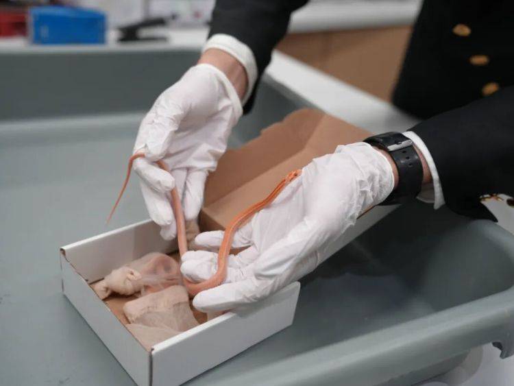 信用网如何申请
_女子神色慌张信用网如何申请
,海关在其裤子口袋内查获4条用肉色丝袜装着的活体蛇