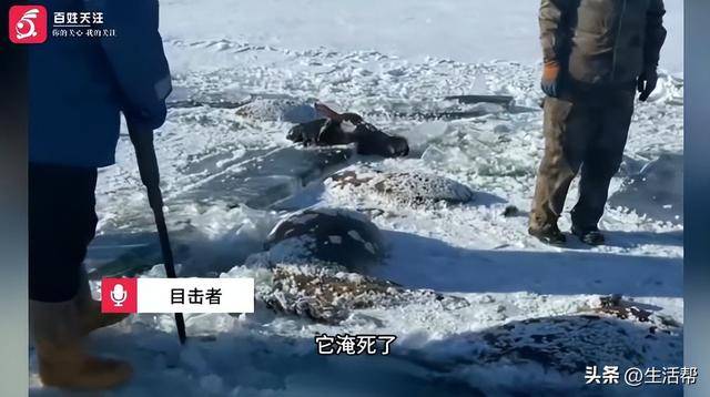 摩洛哥足球_黑龙江一水库冰面下发现13匹冰冻马摩洛哥足球，主人：马扎堆喝水坠落淹死，当天零下二三十度