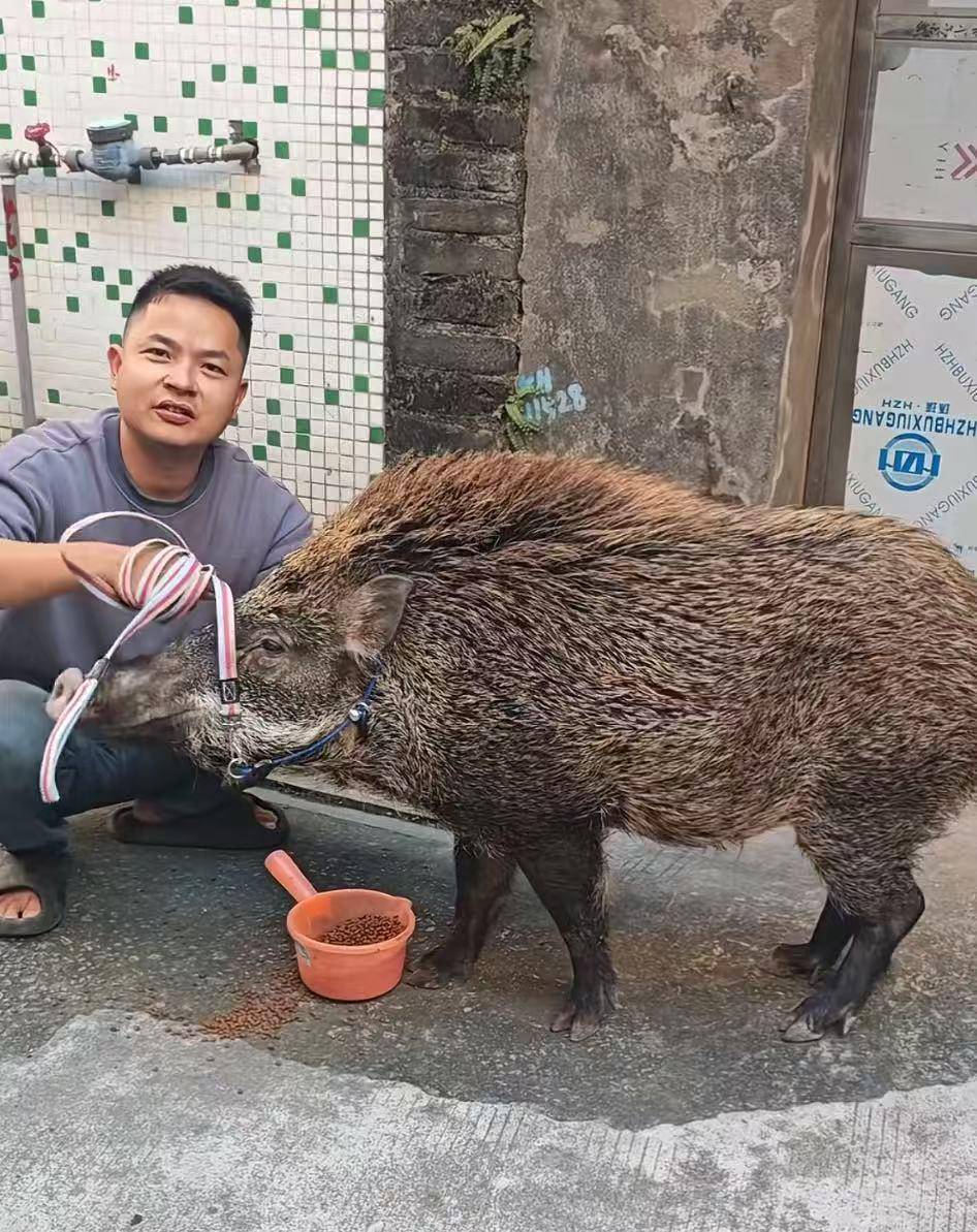皇冠信用网代理
_广州男子收养小野猪一年多从30斤长到150斤皇冠信用网代理
,曾有人开价5万购买遭拒