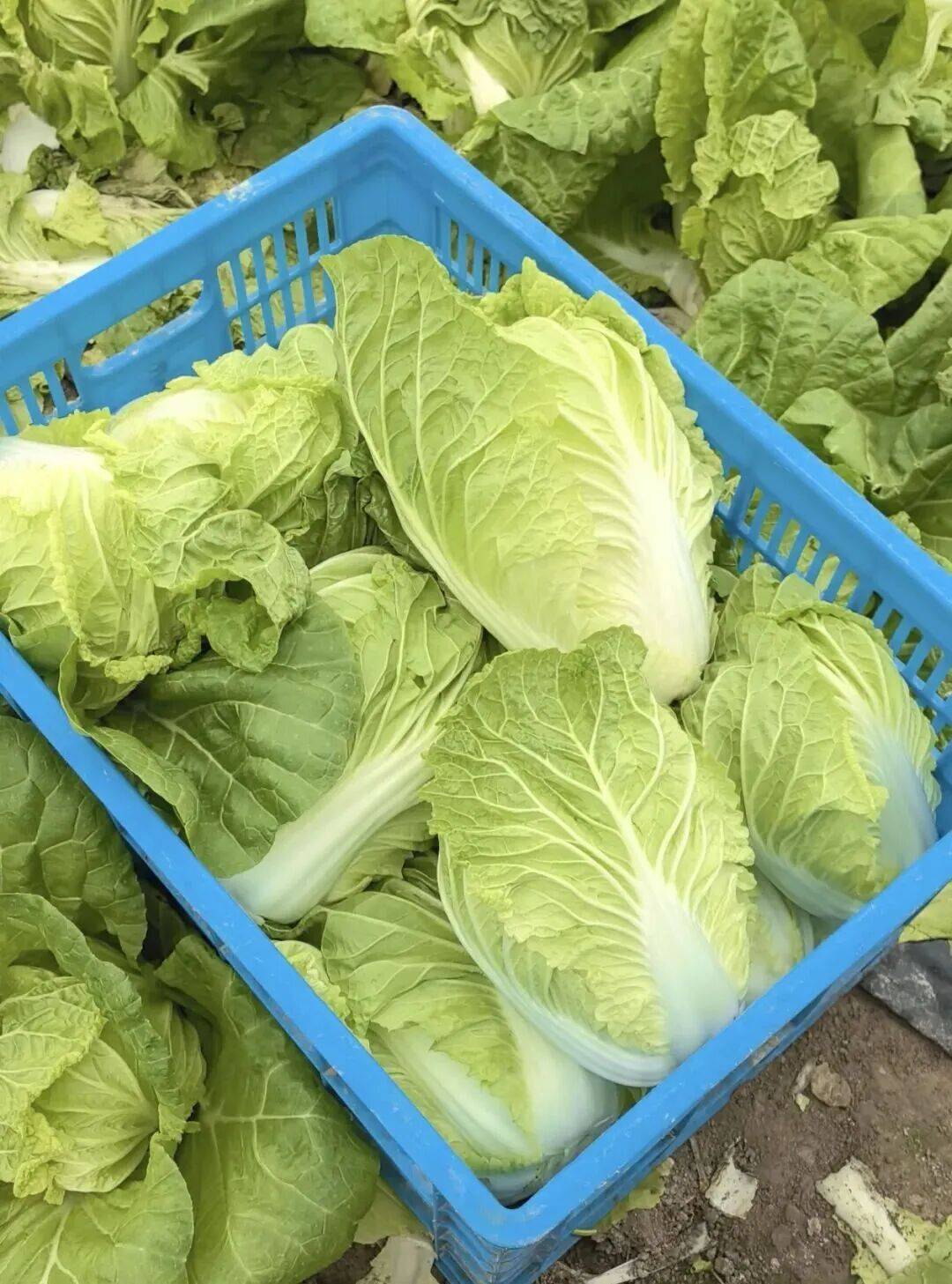 NBA篮球球探_29岁儿子突发心梗离世NBA篮球球探,家里上万斤蔬菜滞销!浙江60岁大伯绝望痛哭,短短一天后……